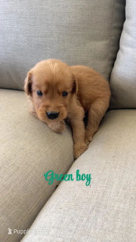 green boy – Golden Retriever puppy for sale in Grimesland, NC