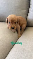 green boy, a male Golden Retriever for sale in Grimesland, NC – 2 of 2