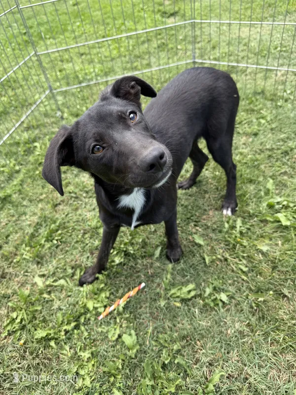 Trixie – Border Collie, Chiweenie puppy for sale in Chico, CA