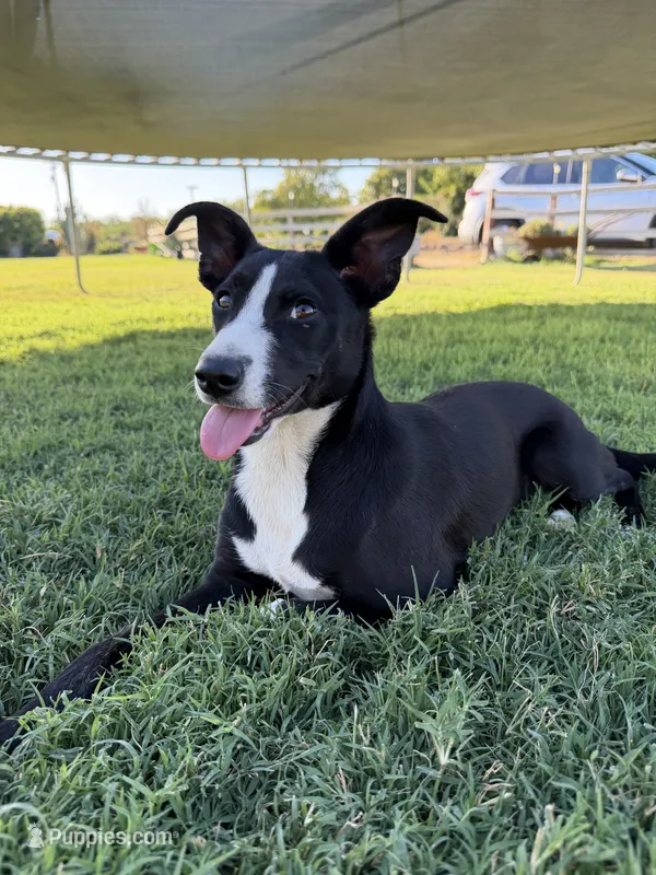 Pixie – Border Collie, Chiweenie puppy for sale in Chico, CA