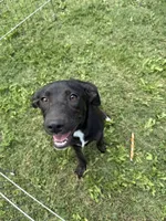 Trixie, a female Border Collie and Chiweenie for sale in Chico, CA – 2 of 4
