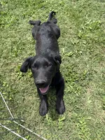 Tobey, a male Border Collie and Chiweenie for sale in Chico, CA – 3 of 3