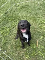 Trixie, a female Border Collie and Chiweenie for sale in Chico, CA – 3 of 4
