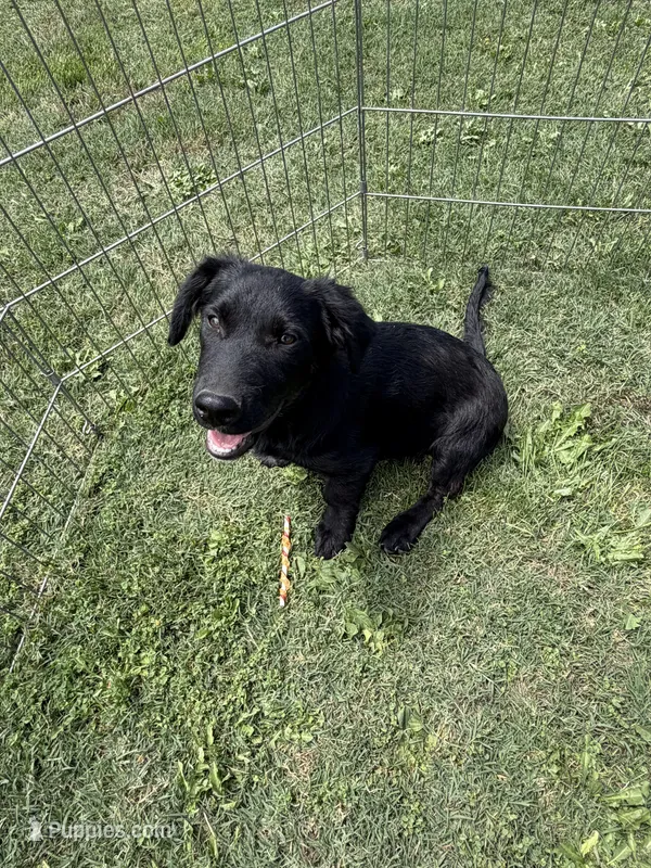 Tobey – Border Collie, Chiweenie puppy for sale in Chico, CA