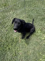 Tobey, a male Border Collie and Chiweenie for sale in Chico, CA – 1 of 3