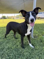 Pixie, a female Border Collie and Chiweenie for sale in Chico, CA – 2 of 4