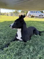 Pixie, a female Border Collie and Chiweenie for sale in Chico, CA – 3 of 4