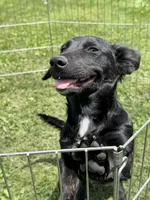 Sophia , a female Border Collie and Chiweenie for sale in Chico, CA – 3 of 4