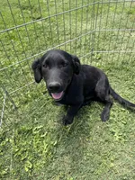 Tobey, a male Border Collie and Chiweenie for sale in Chico, CA – 2 of 3
