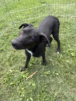 Trixie, a female Border Collie and Chiweenie for sale in Chico, CA – 4 of 4