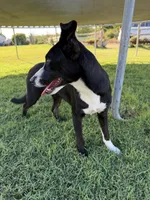 Pixie, a female Border Collie and Chiweenie for sale in Chico, CA – 4 of 4