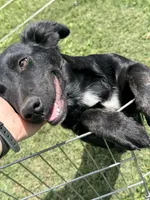 Sophia , a female Border Collie and Chiweenie for sale in Chico, CA – 4 of 4