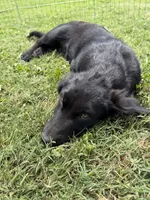 Sophia , a female Border Collie and Chiweenie for sale in Chico, CA – 2 of 4