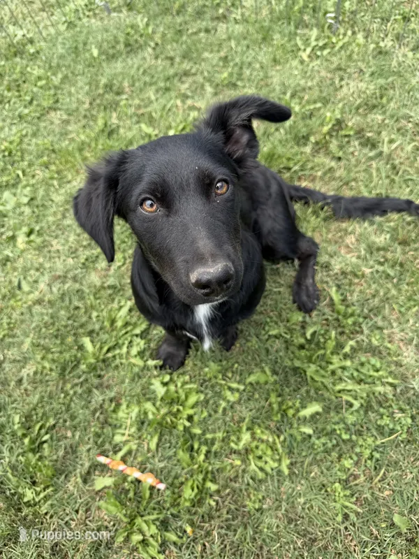Sophia  – Border Collie, Chiweenie puppy for sale in Chico, CA