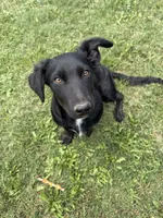 Sophia , a female Border Collie and Chiweenie for sale in Chico, CA – 1 of 4