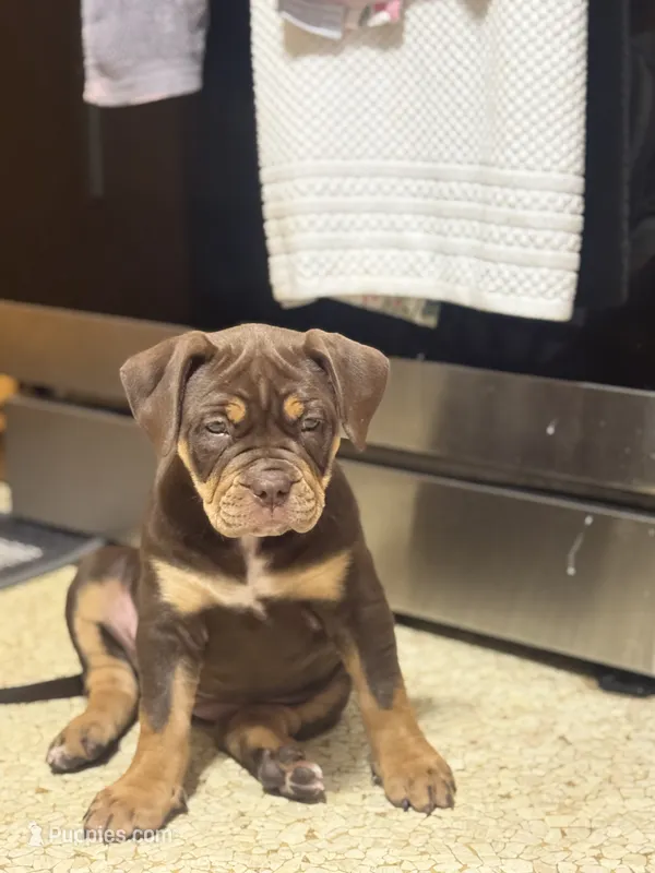 Coco  – American Bully puppy for sale in Hartford, CT