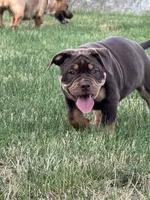 Coco , a female American Bully for sale in Hartford, CT – 4 of 6