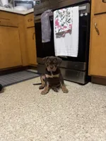 Coco , a female American Bully for sale in Hartford, CT – 6 of 6