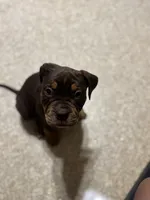 Coco , a female American Bully for sale in Hartford, CT – 3 of 6
