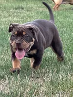 Coco , a female American Bully for sale in Hartford, CT – 2 of 6