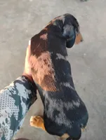 Minnie, a female Miniature Dachshund for sale in Eldorado, TX – Photo 3 of 6