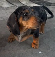 Minnie, a female Miniature Dachshund for sale in Eldorado, TX – Photo 1 of 6