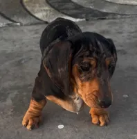 Minnie, a female Miniature Dachshund for sale in Eldorado, TX – Photo 2 of 6