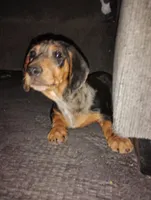 Minnie, a female Miniature Dachshund for sale in Eldorado, TX – Photo 6 of 6