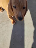 Hunter, a male Miniature Dachshund for sale in Eldorado, TX – Photo 3 of 3