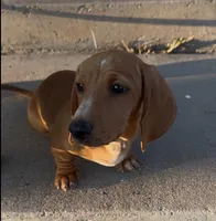 Hunter, a male Miniature Dachshund for sale in Eldorado, TX – Photo 1 of 3