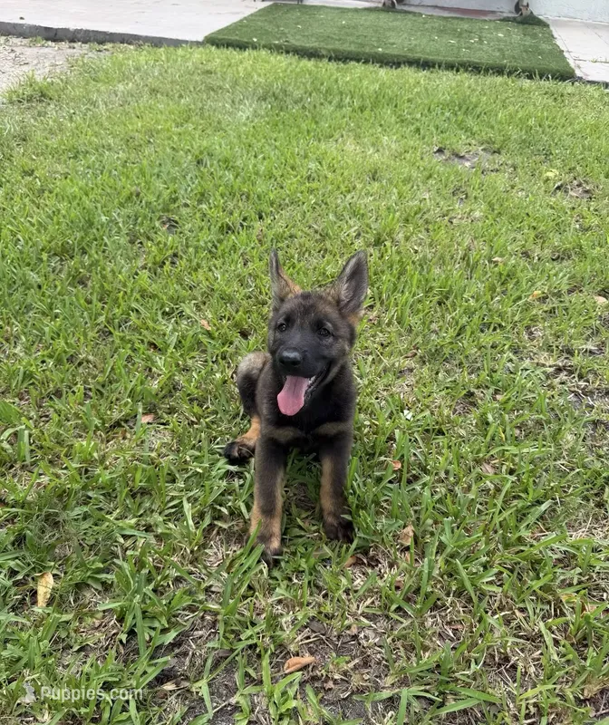 Blue  – German Shepherd Dog puppy for sale in Kissimmee, FL
