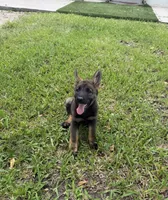 Blue , a male German Shepherd Dog for sale in Kissimmee, FL – 1 of 1