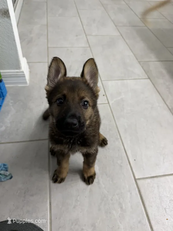 Pink – German Shepherd Dog puppy for sale in Kissimmee, FL