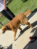 Dommer, a male English Goldendoodle for sale in Ceres, CA – Photo 2 of 3