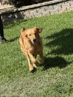 Dommer, a male English Goldendoodle for sale in Ceres, CA – Photo 3 of 3