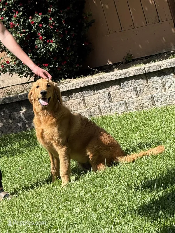 Dommer – English Goldendoodle puppy for sale in Ceres, CA