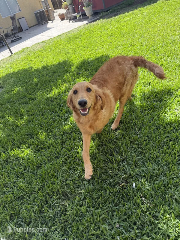 Kalli – English Goldendoodle puppy for sale in Ceres, CA