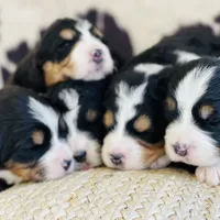 processed/260b4456-4bdd-4d7b-aa9d-e9ed6643b6a4/facility/ea384c10-f2f1-4775-b77d-e3d7f3ee036b