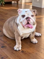 Patches-Full AKC, a female English Bulldog for sale in Cookeville, TN – 2 of 4