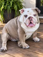 Patches-Full AKC, a female English Bulldog for sale in Cookeville, TN – 4 of 4