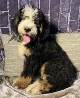 🌟Buster, a male Bernedoodle for sale in Cookeville, TN – Photo 1 of 7