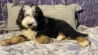 🌟Buster, a male Bernedoodle for sale in Cookeville, TN – Photo 7 of 7