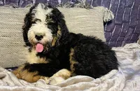 🌟Buster, a male Bernedoodle for sale in Cookeville, TN – Photo 3 of 7