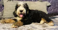 🌟Buster, a male Bernedoodle for sale in Cookeville, TN – Photo 6 of 7