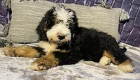 🌟Buster, a male Bernedoodle for sale in Cookeville, TN – Photo 4 of 7