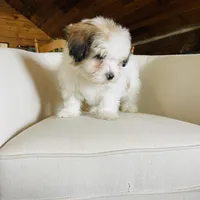 BENTLEY-spring break sale, a male Miniature Bernedoodle for sale in Cookeville, TN – Photo 10 of 10
