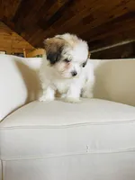 BENTLEY-spring break sale, a male Miniature Bernedoodle for sale in Cookeville, TN – Photo 10 of 10