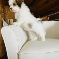 BENTLEY-spring break sale, a male Miniature Bernedoodle for sale in Cookeville, TN – Photo 6 of 10
