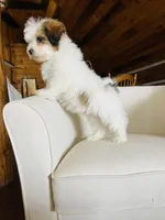 BENTLEY-spring break sale, a male Miniature Bernedoodle for sale in Cookeville, TN – Photo 6 of 10