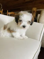 BENTLEY-spring break sale, a male Miniature Bernedoodle for sale in Cookeville, TN – Photo 4 of 10